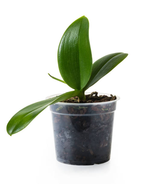 istock orchid in a pot without flowers 943466016