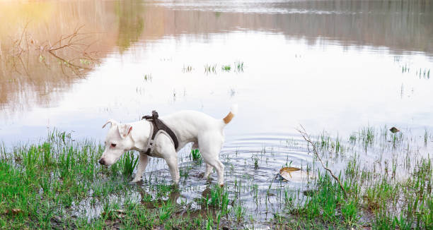 istock Dog walking in lake 943466274