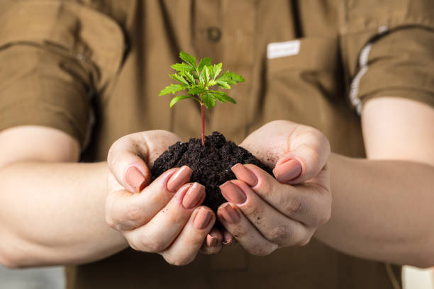 istock Woman's hands with a young plant 943466400