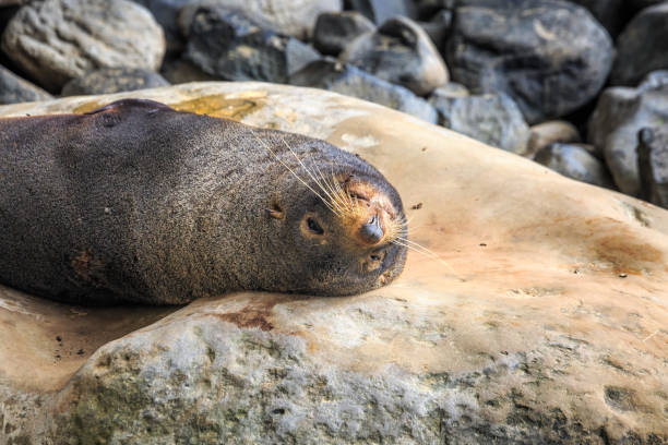 istock New Zealand coast 943468770