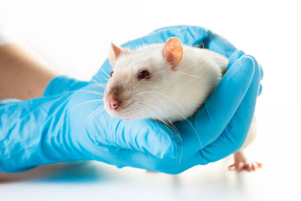 istock hands in medical gloves hold a rat 943468836
