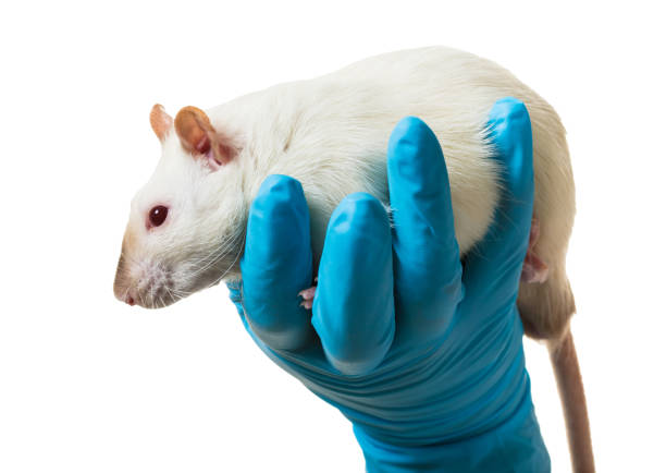 istock hands in medical gloves hold a rat 943468950