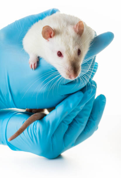 istock hands in medical gloves hold a rat 943469154