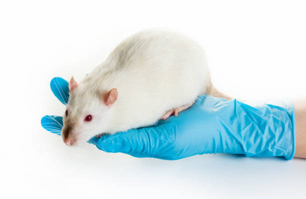 istock hand in medical gloves hold a rat 943469356