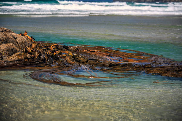 Seaweed with blur wave in shore of Ohau Point Seal Colony, Kaikoura, New Zealand.