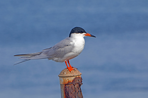 Tern bird on perch