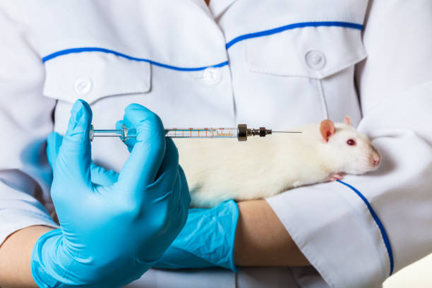 istock woman with syringe and a white rat 943471906