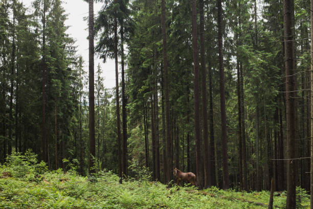 istock Beautiful brown lonely horse 943472024