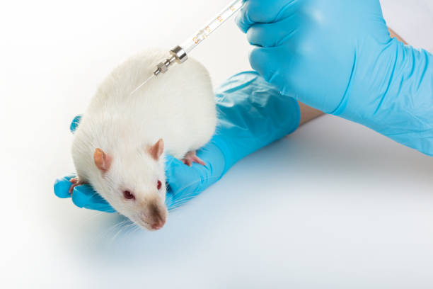 istock hands in medical gloves make white rat injection 943472526