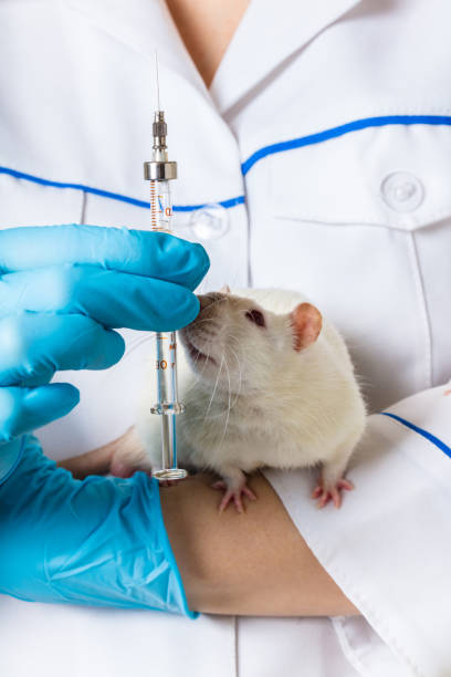 istock vet with rat and syringe 943472780