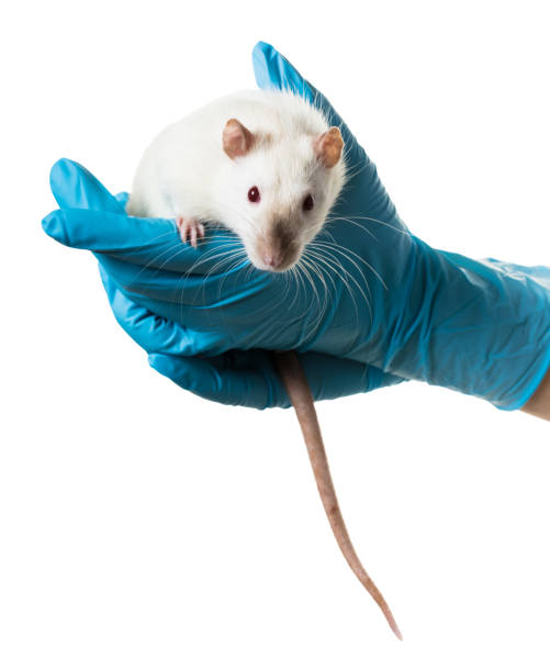 istock hands in medical gloves hold a rat 943475002