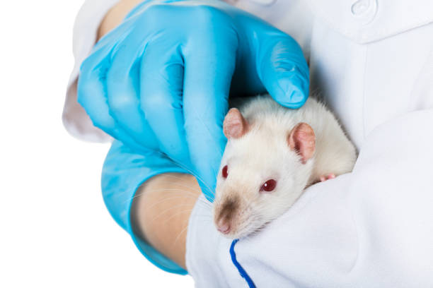 istock hands in medical gloves hold a rat 943475246