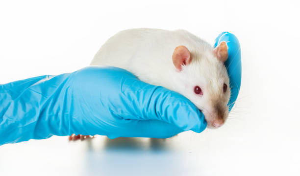 istock hand in medical gloves hold a rat 943475388