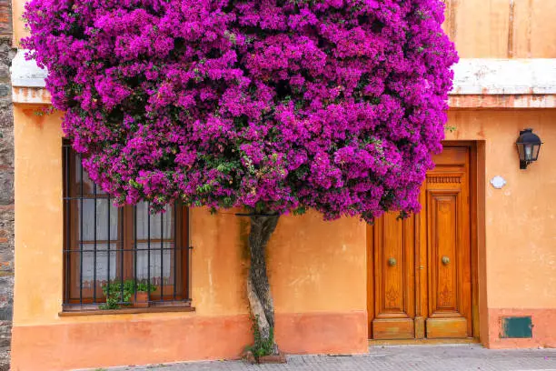 Bougainvillea tree growing by the house in historic quarter of Colonia del Sacramento, Uruguay. It is one of the oldest towns in Uruguay