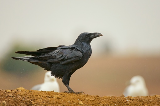 Common Raven (Corvus corax). Crow