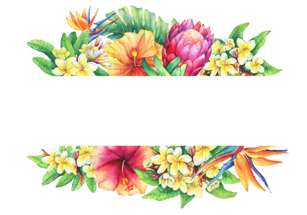 ilustrações de stock, clip art, desenhos animados e ícones de banner with branches purple protea, plumeria, strelitzia and hibiscus tropical flowers. horizontal border. hand drawn watercolor painting on white background. - sugarbush