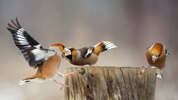 istock three hawfinch (Coccothraustes coccothraustes) on the winter bird feeder. 943479172