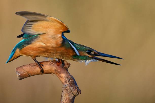 istock Common Kingfisher (Alcedo atthis) sitting on a beautiful background 943479440