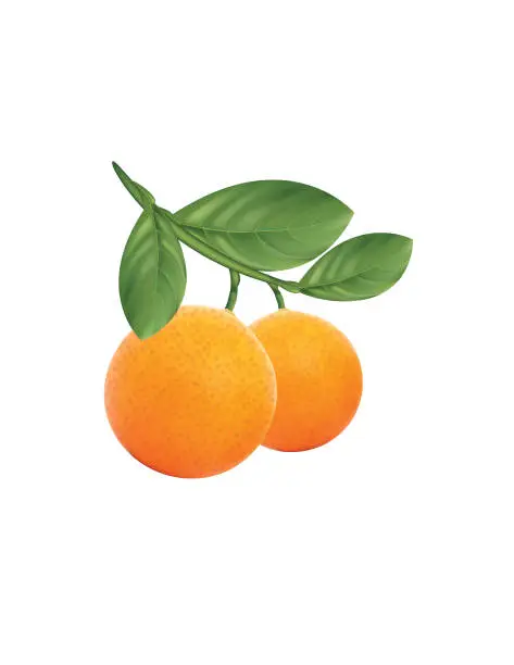 Vector illustration of Branch of Oranges