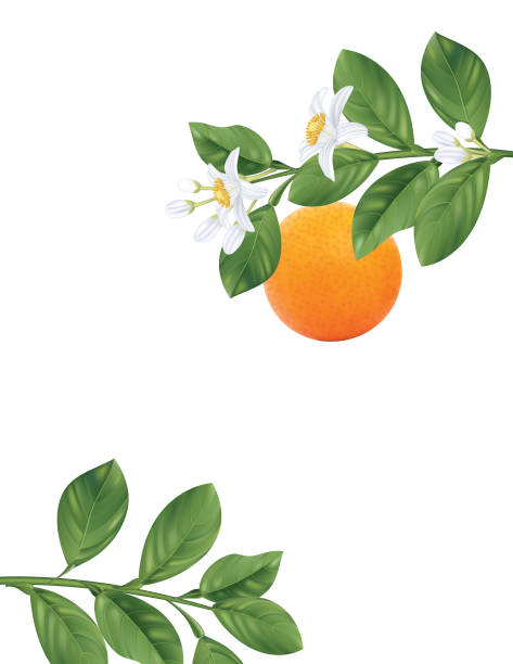 ilustraciones, imágenes clip art, dibujos animados e iconos de stock de orange cerezos en flor branch y frutas - orange blossom