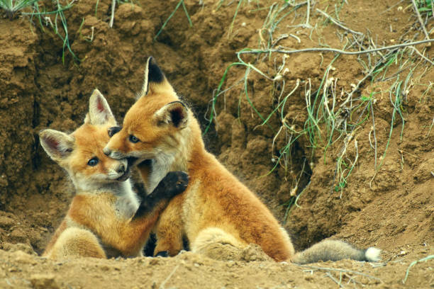 istock Two young Fox playing near his hole 943479760
