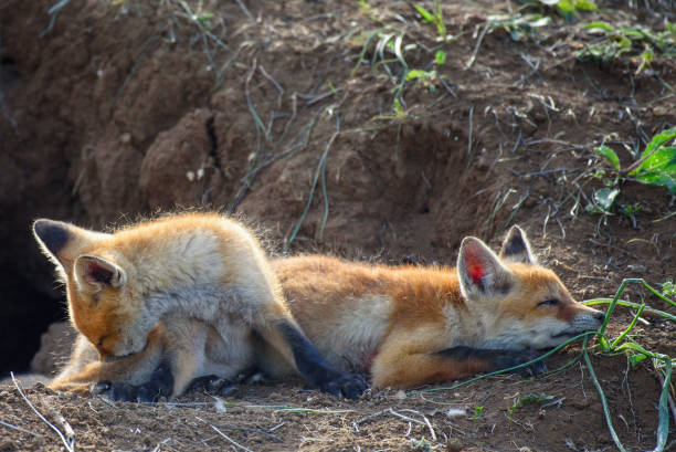 istock Two young Fox sleep near his hole 943479796