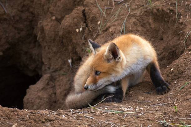 istock Little Fox hunts near his hole 943479806