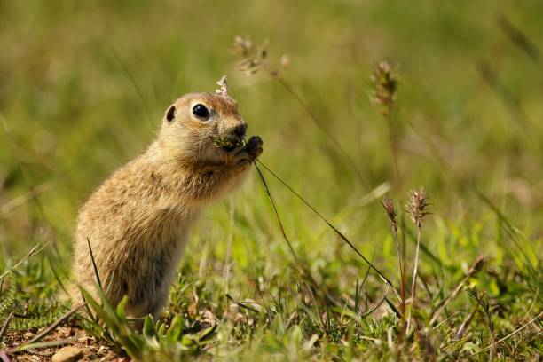 istock Funny ground squirrel on the ground with a leaf in his mouth 943480158