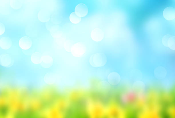fondo de cielo azul borroso de hierba verde. - summer flower spring sun fotografías e imágenes de stock