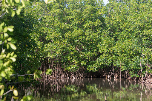 Lush green mangroves in tropical coastal swamp in Guadeloupe, Caribbean