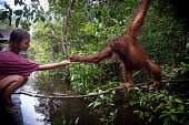 Human and orangutan interacting at Tanjung Puting National Park, Borneo