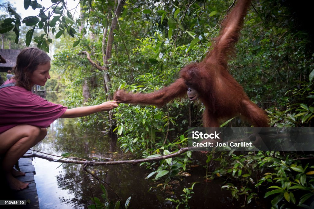 Human and orangutan interacting at Tanjung Puting National Park, Borneo A visitor hands a banana to an orangutan at Tanjung Harapan, located inside Tanjung Puting National Park on the island of Borneo in Kalimantan, Indonesia. People Stock Photo