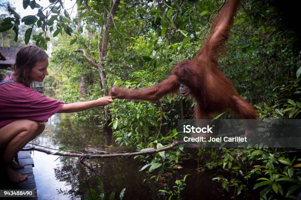 Human And Orangutan Interacting At Tanjung Puting National Park Borneo Stock Photo - Download Image Now