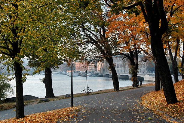 Old trees in the town forest of Cologne