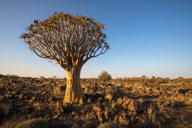 istock Quiver tree in late afternoon sun 943492040