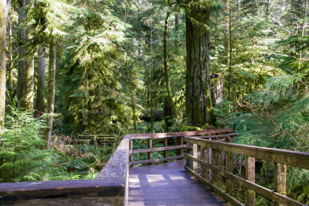istock Cathedral Grove in British Columbia 943492348