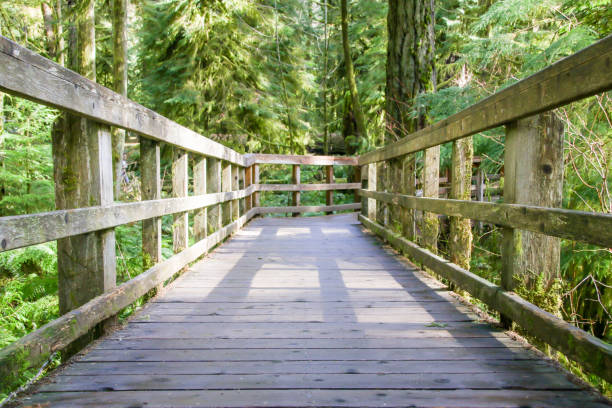 istock Cathedral Grove in British Columbia 943494476