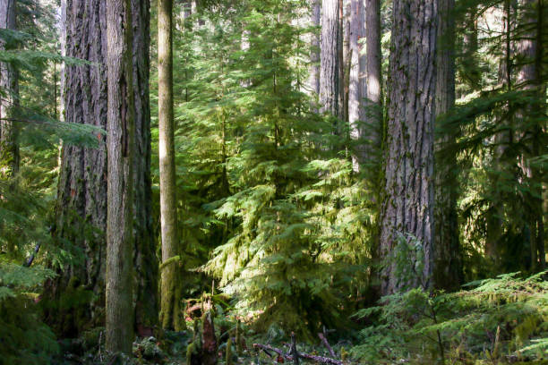 istock Cathedral Grove in British Columbia 943494532