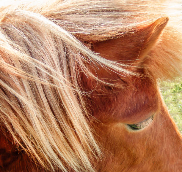 istock blonde mane of a shetland pony 943494796
