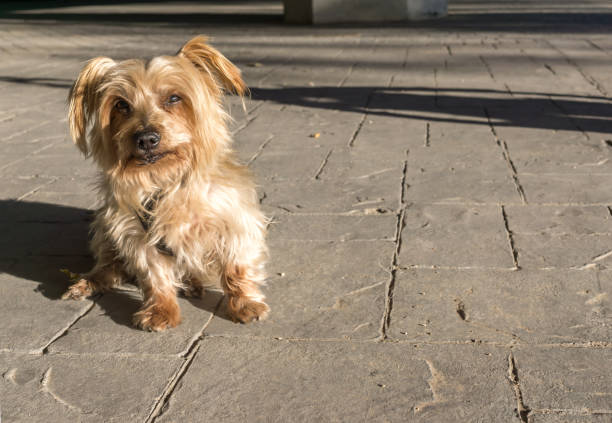 istock Wide angle of a cute dog sitting, copy space 943497364
