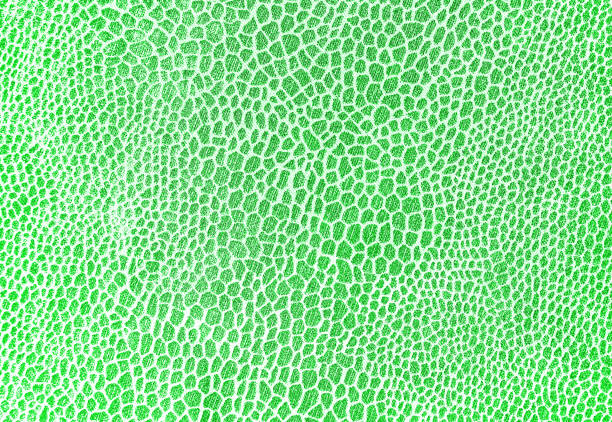 istock green cloth textured reptiles 943506204