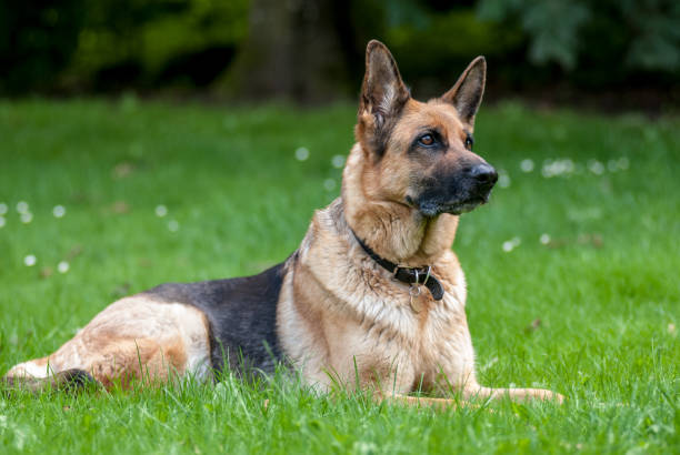 German Shepherd dog German Shepherd dog lying on a green lawn german shepherd stock pictures, royalty-free photos & images