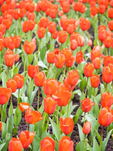 campo de tulipanes - blom fotografías e imágenes de stock