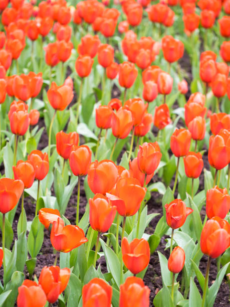 поле тюльпанов - blom стоковые фото и изображения
