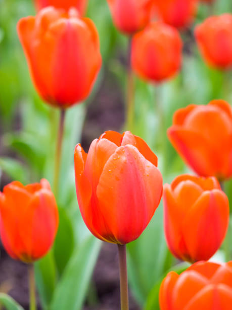 champ de tulipes - blom photos et images de collection