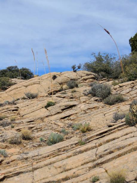 Views of sandstone and lava rock mountains and desert plants around the Red Cliffs National Conservation Area on the Yellow Knolls hiking trail located in southwest Utah, north of St. George at the northeastern-most edge of the Mojave Desert. vistas de piedra arenisca y las montañas de roca de lava y las plantas del desierto alrededor del área de conservación nacional de red acantilados en los montículos amarillo senderismo sendero ubicado en el suroeste de utah, al norte de st george en el borde noreste-la mayor parte del desierto de mojave.