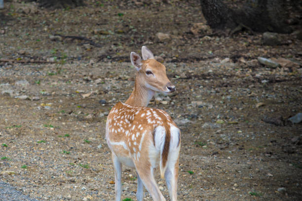 istock Deer in the Natural Bridge SanAntonio 943507688