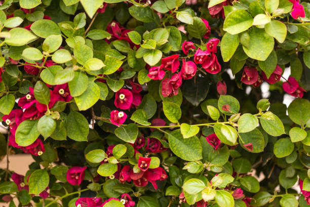 istock Summer concept. Blooming bougainvillaea background. 943513090