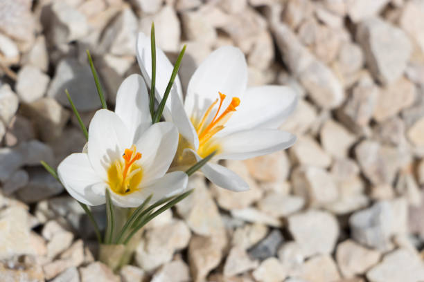 istock White crocus flowers in home garden 943516156
