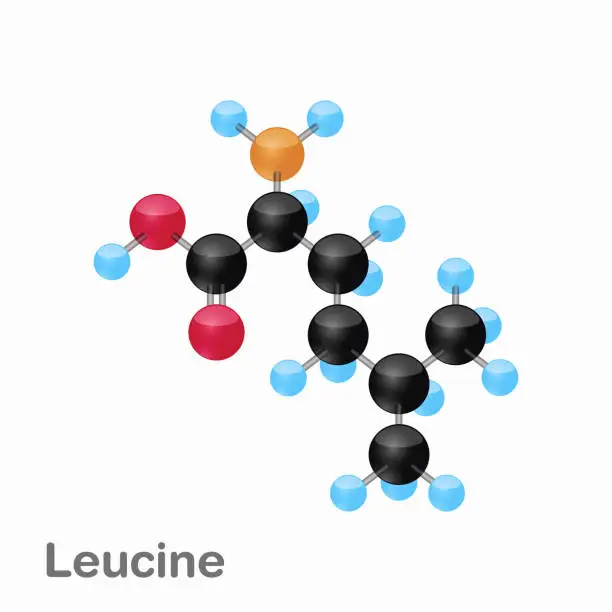 Vector illustration of Molecular omposition and structure of Leucine, Leu, best for books and education